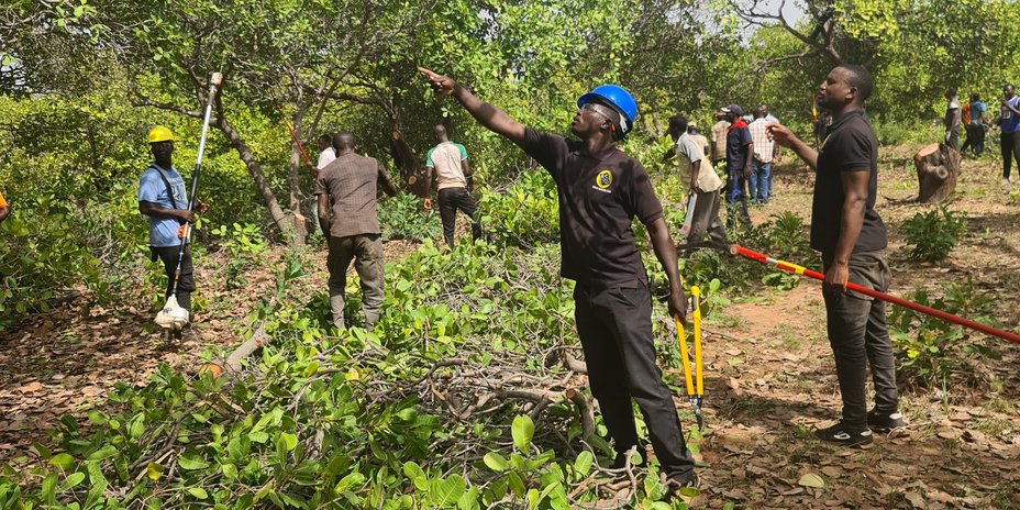 
                                      Burkina Faso: Abgeschnittene Äste werden bewusst auf dem Boden gelassen
                                  