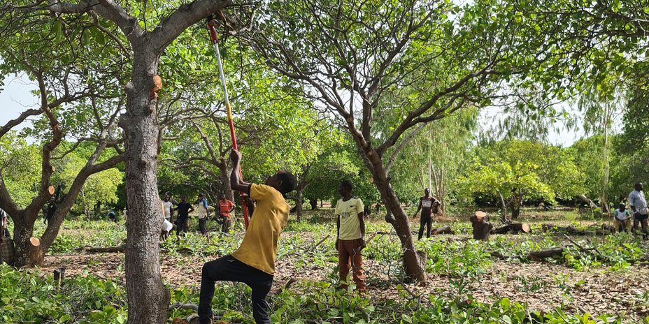 
                                      Burkina Faso: Umstellung einer Parzelle auf dynamischer Agroforstwirtschaft
                                  