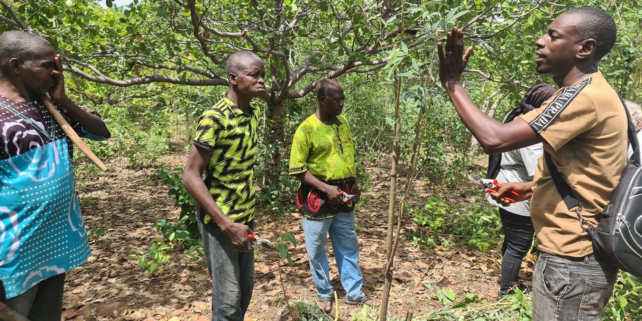 
                                      Burkina Faso: Schulung mit gebana Field Agents zu dynamischer Agroforstwirtschaft
                                  