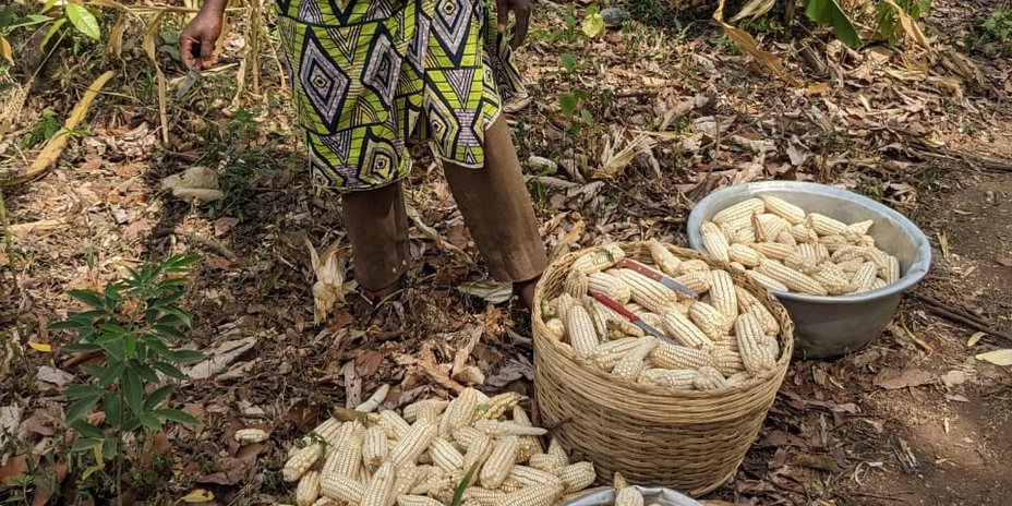 
                                      Togo: Maisernte aus einer umgestellten Parzelle
                                  