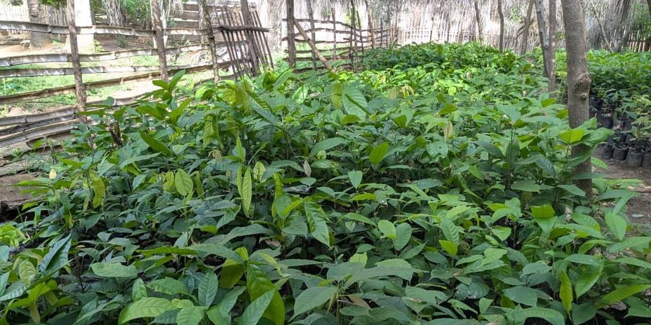 
                                      Togo: Kakaobaumschule
                                  