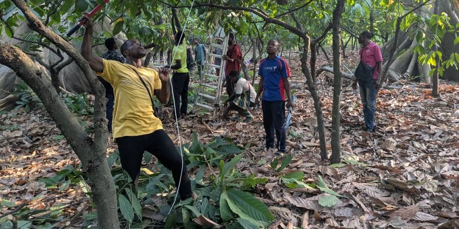 
                                      Togo : Schnittarbeiten auf dem Grundstück von Patrice Edoh
                                  