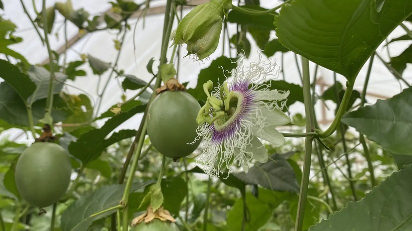 Passionsfrüchte und Blüten